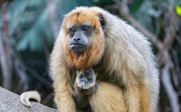 Mitte September haben die Schwarzen Brüllaffen in der Wilhelma ein Jungtier bekommen.
