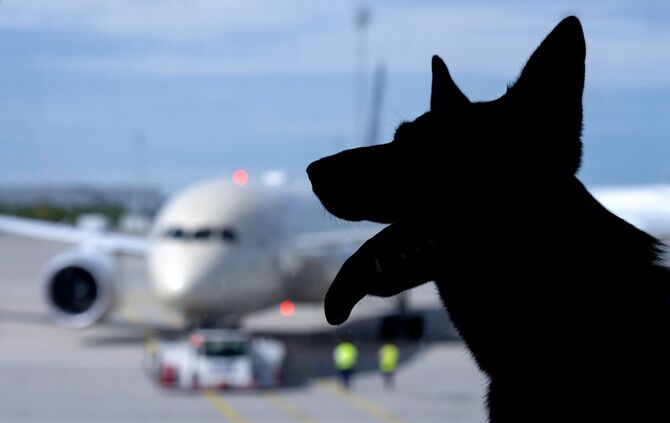 Flugreisen mit Hunden