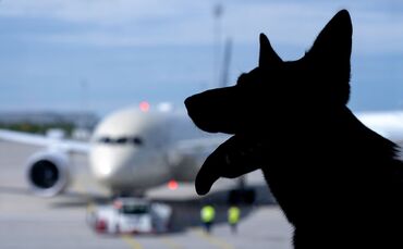 Flugreisen mit Hunden