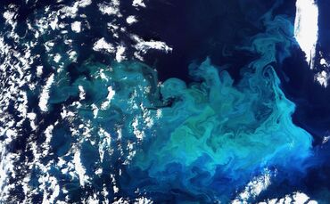 Weniger Plankton durch wärmere Ozeane