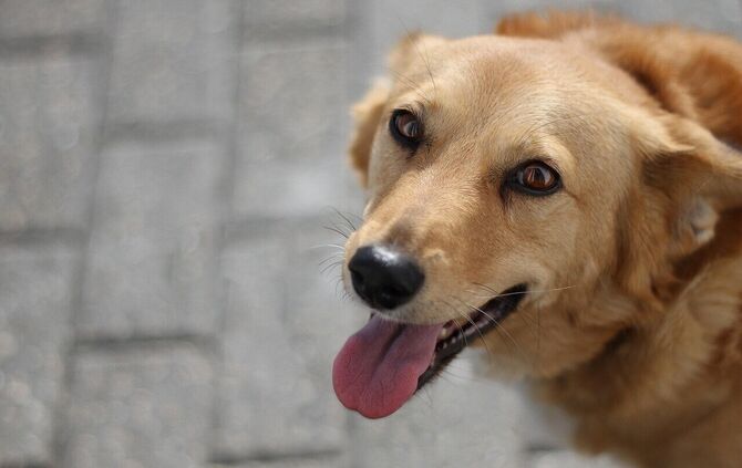Hund Symbolfoto