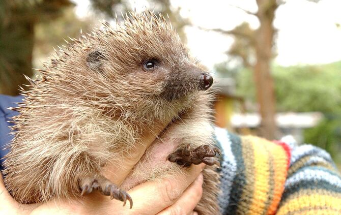 Ein kleiner Igel auf der Blumenwiese