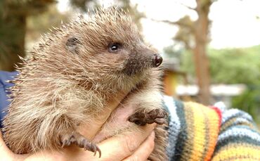 Ein kleiner Igel auf der Blumenwiese