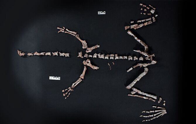 Einer der ältesten Dinosaurier in Argentinien gefunden