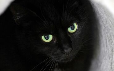Schwarze Katze
