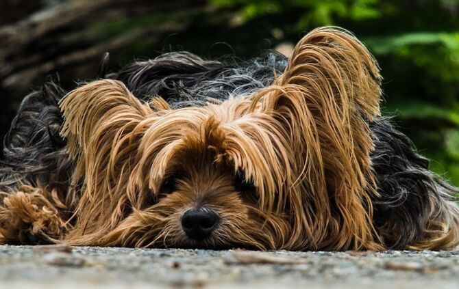 Yorkshire Terrier Symbolbild_0