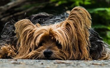 Yorkshire Terrier Symbolbild_0