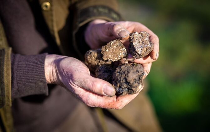 Warum Trüffel Trendfood sind