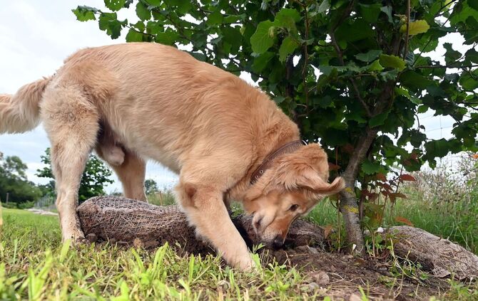 Warum Trüffel Trendfood sind