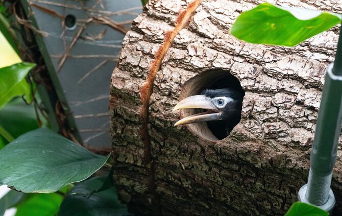 Kurz vor dem Flüggewerden schaut einer der Jungvögel aus dem Einflugloch.
