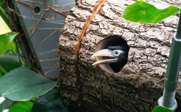 Kurz vor dem Flüggewerden schaut einer der Jungvögel aus dem Einflugloch.