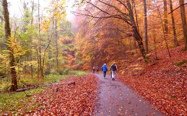 lt-3-herbstwald - 1