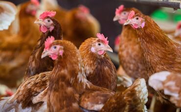 Legehennen (Symbolbild)