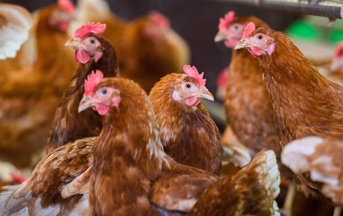 Legehennen (Symbolbild)