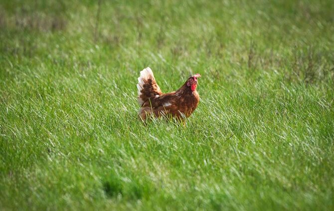 Polizei rettet Tiere aus misslicher Lage