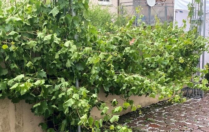 hagel Reben 26.6.2020