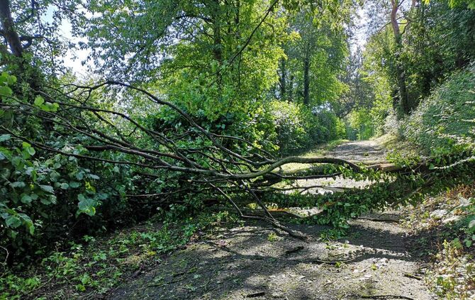Ein Baum am Aktivspielplaz Grunbach fiel dem Gewitter von Freitagnacht zum Opfer