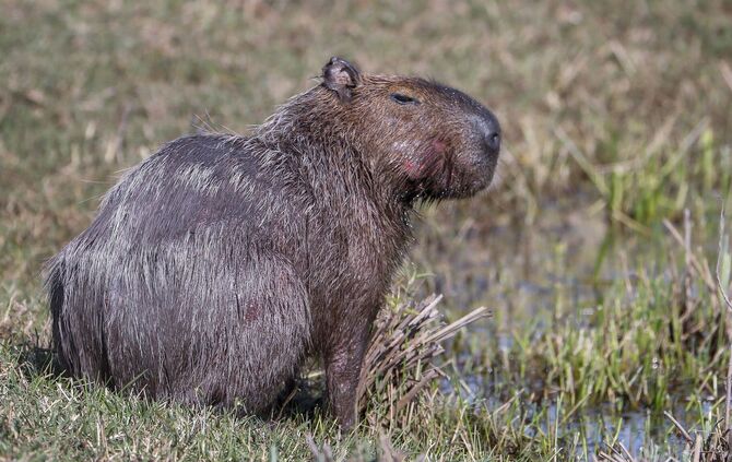 Capybara