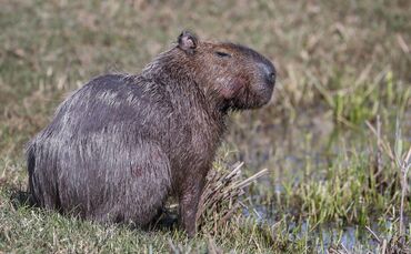 Capybara