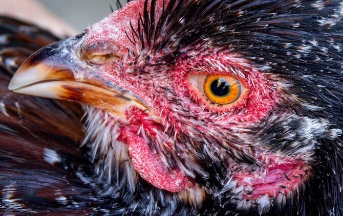 Vor der 34. Agrarschau MeLa