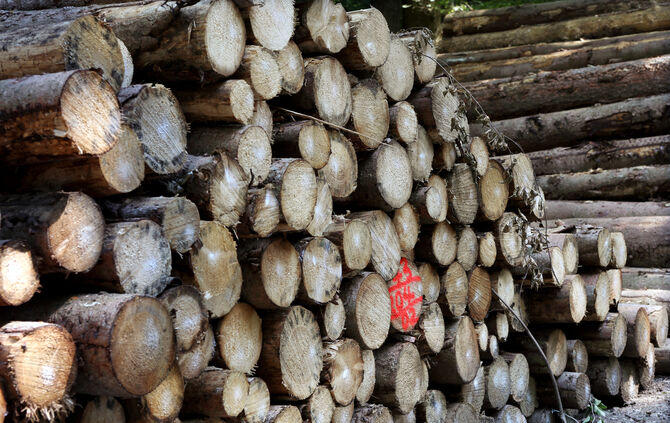 Holz Holzstamm Holstämme Holzpreis symbol symbolbild symbolfoto