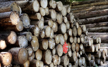 Holz Holzstamm Holstämme Holzpreis symbol symbolbild symbolfoto