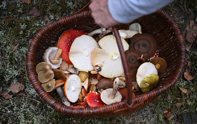 Mit einem Pilz-Influencer in den Pilzen