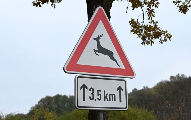 Zeitumstellung - Gefahr von Wildunfällen