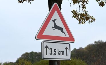 Zeitumstellung - Gefahr von Wildunfällen