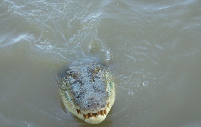 Krokodil in Australien