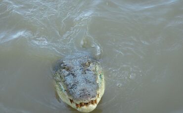 Krokodil in Australien