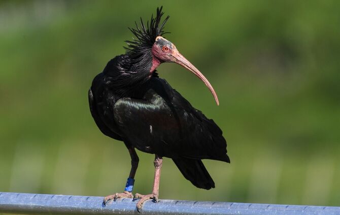 Waldrapp