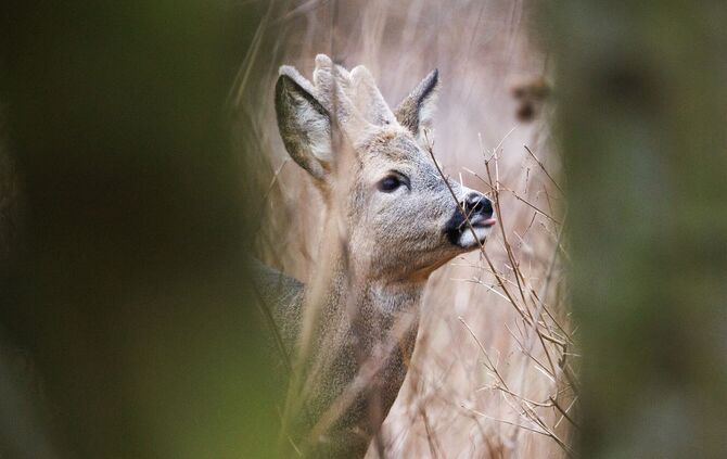 Reh  im Tier- und Pflanzenpark Fasanerie Wiesbaden
