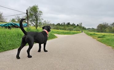Hund Leine Gassi  Hundeführerschein symbol symbolbild symbolfoto