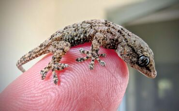 Lebender Gecko in Packung mit Rucola-Salat gefunden