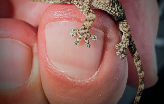 Lebender Gecko in Packung mit Rucola-Salat gefunden