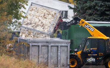 Vogelgrippe in Brandenburg