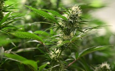 Symbolbild Cannabis-Anbau