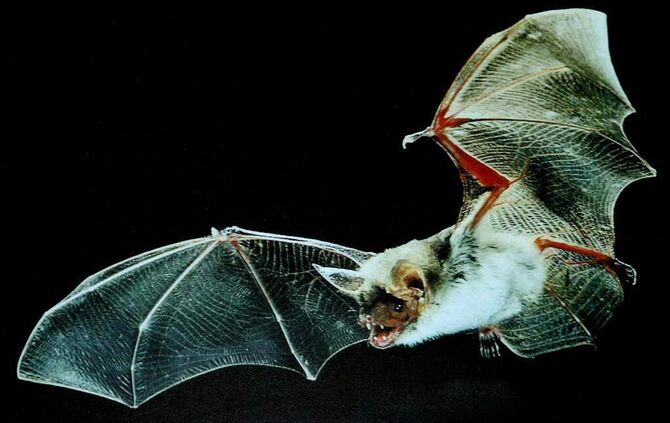 Fledermaus