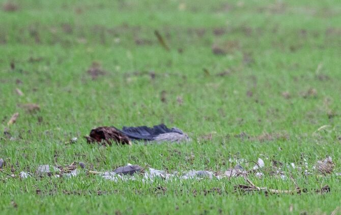 Vogelgrippe in Brandenburg