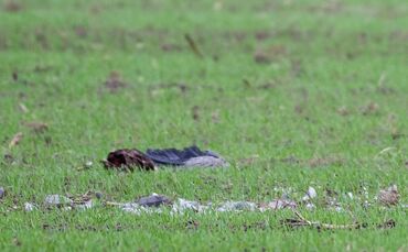 Vogelgrippe in Brandenburg
