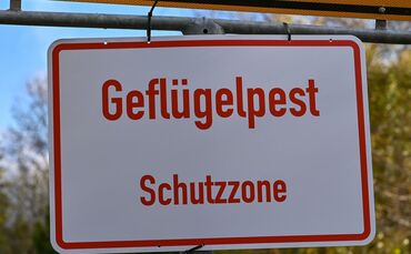 Geflügelpest
