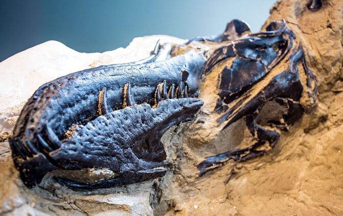 Rätsel um Tyrannosaurus rex gelöst