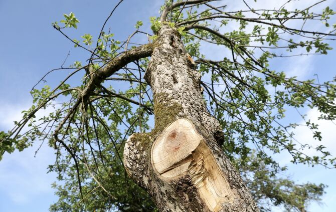 Ärger Mistel aktion