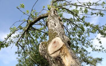 Ärger Mistel aktion