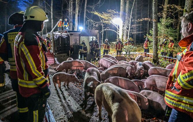 Schweine flüchten nach Unfall in einen Wald