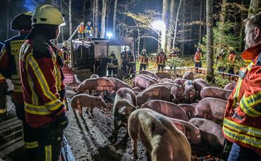 Schweine flüchten nach Unfall in einen Wald