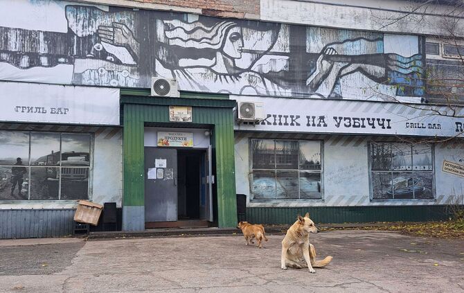 Straßenhunde in Tschernobyl