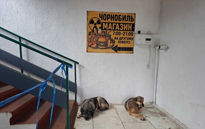 Straßenhunde in Tschernobyl