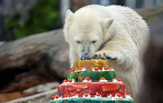 Eisbär Mika feiert Geburtstag